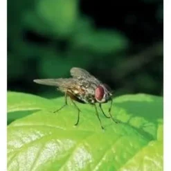 BSI - Flugfälla - Utomhus med bete - Fångar och digererar upp till 20 000 insekter