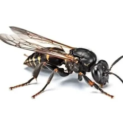 BSI - Kraftfullt geting- eller bålfångst - Professionell - Effektiv mot asiatiska bålgetingar - Naturlig och återanvändbar