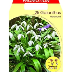 BUCANEVE GALANTHUS WORONOWII (FÖRPACKNING MED 25 HÖSTLÖKAR)