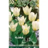 BULB AUTUNNALE TULIPANO KAUFMANNIANA KONCERT FÖRPACKNING MED 10 BULBAR