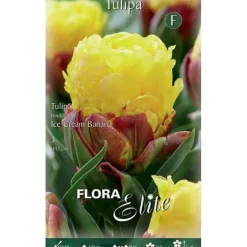 BULB FÖR AUTUMN TULPAN DUBBEL BLOMMA GLASSBANAN PACKNING MED 3 BULBER BULBS BULBES