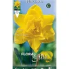 BULBERN AUTUMN NARCISSUS DOUBLE GOLDEN DUCAT FÖRPACKNING MED 5 BULBER BULBS BULBES