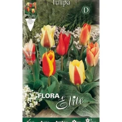 BULBERV AUTUMN TULPAN GREIGII MIX FÖRPACKNING MED 10 BULBER BULBS BULBES