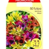 BULBES AUTUNNALI TULIPAN MINIATYRBLANDNING I FÄRGER FÖRPACKNING MED 50 AUTUNNALI BULLAR