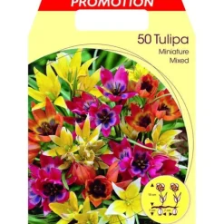 BULBES AUTUNNALI TULIPAN MINIATYRBLANDNING I FÄRGER FÖRPACKNING MED 50 AUTUNNALI BULLAR