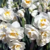 BULBI NARCISSUS BRIDAL CROWN VASO 12CM BLOMSTERBULB