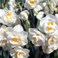 BULBI NARCISSUS BRIDAL CROWN VASO 12CM BLOMSTERBULB