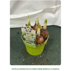 BULBI NARCISSUS BRIDAL CROWN VASO 12CM BLOMSTERBULB