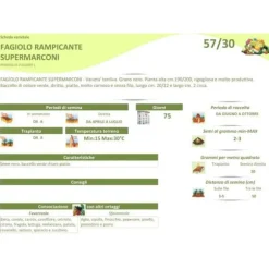 BUSTA HALVFRÖ AV KLÄTTRANDE BÖNA SUPERMARCONI 100 GR TRÄDGÅRDENS FRÖN