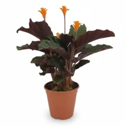 Calathea Crocata Krukväxt Ø14 cm, Höjd ca 40 cm – Levande Inredning