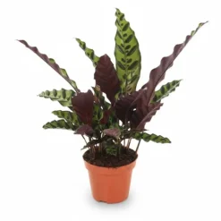 Calathea Insignis Krukväxt Ø12 cm, Höjd ca 50 cm