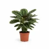 Calathea Zebrina – Påfågel växt – Höjd ca 80cm – Ø19