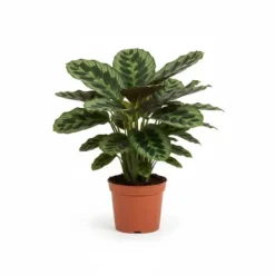 Calathea Zebrina – Påfågel växt – Höjd ca 80cm – Ø19