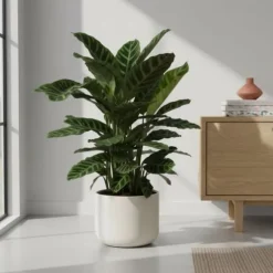 Calathea Zebrina – Påfågel växt – Höjd ca 80cm – Ø19