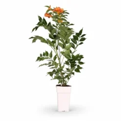 Campsis 'Indian Summer' Klätterväxt 65 cm i Kruka Ø15 cm