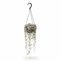 Ceropegia Variegata Hjärta på Tråd Ø14 cm Höjd ca 38 cm