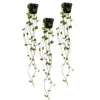 Ceropegia woodii, set om 3, blomkruka