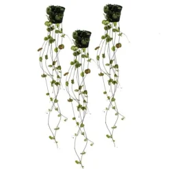 Ceropegia woodii, set om 3, blomkruka