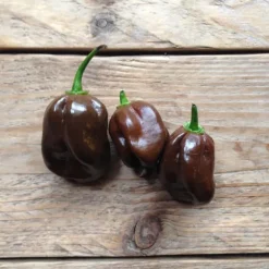 Chilipeppar seeds, Chocolate Habanero, Piccolo