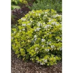 CHOISYA TERNATA BRICA ORANGE MEXICAN POT 17CM EVERGREEN