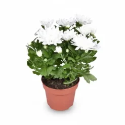 Chrysanthemum Blomma Ø12 cm, Höjd ca 26 cm