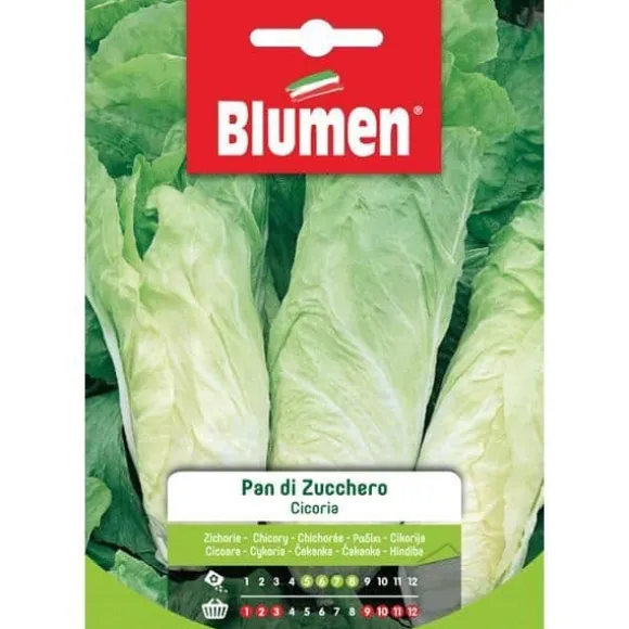 Cicoriakärnor Pan di Zucchero Blumen