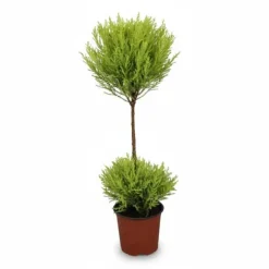 Citroncypress 'Goldcrest Wilma' Ø14 cm, Höjd ca 60 cm