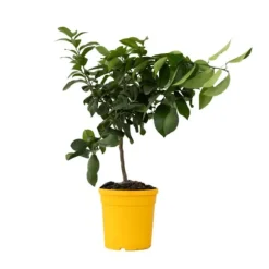 Citronträd - Citrus limon - Höjd 60-70cm - ⌀19cm
