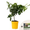 Citronträd - Citrus limon - Höjd 60-70cm - ⌀19cm