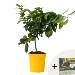Citronträd - Citrus limon - Höjd 60-70cm - ⌀19cm