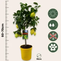 Citronträd - Citrus limon - Höjd 60-70cm - ⌀19cm