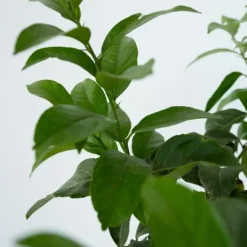 Citronträd - Citrus limon - Höjd 60-70cm - ⌀19cm