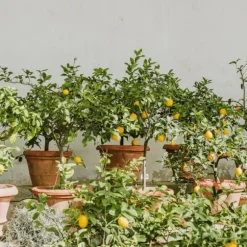 Citronträd - Set om 2 - Citrus limon - Höjd 60-70cm - ⌀19cm