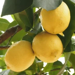 Citronträd - Set om 2 - Citrus limon - Höjd 60-70cm - ⌀19cm