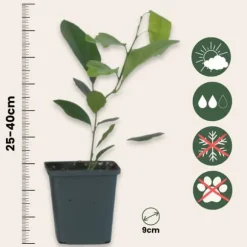 Citronträd - Set om 3 - Citrus limon - Höjd 25-40cm - ⌀9cm