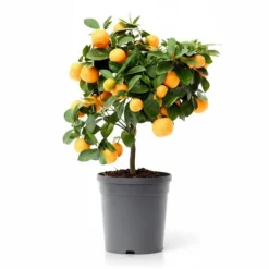Citrus Calamondin Träd Ø15cm, Höjd ca 40cm