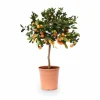 Citrus Calamondin Växt Ø22 cm, Höjd ca 80 cm - Frisk Doft och Dekorativ Grönska