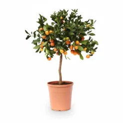 Citrus Calamondin Växt Ø22 cm, Höjd ca 80 cm - Frisk Doft och Dekorativ Grönska