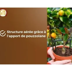 Citrus- och medelhavsväxter Jord - BRUNT GULD - OBRTAGR6U - 6L - Olivträd Palmer och cycas