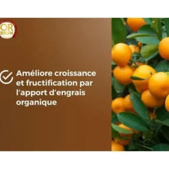 Citrus- och medelhavsväxter Jord - BRUNT GULD - OBRTAGR6U - 6L - Olivträd Palmer och cycas