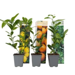 Citrusväxter - Set om 3 - Citrus limon - Höjd 25-40cm - ⌀9cm