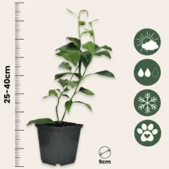 Citrusväxter - Set om 3 - Citrus limon - Höjd 25-40cm - ⌀9cm