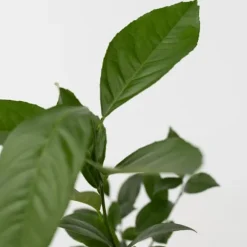 Citrusväxter - Set om 3 - Citrus limon - Höjd 25-40cm - ⌀9cm