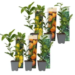 Citrusväxter - Set om 6 - Citrus limon - Höjd 25-40cm - ⌀9cm