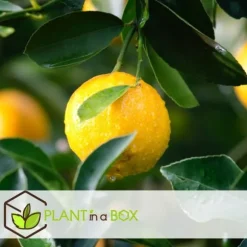 Citrusväxter - Set om 6 - Citrus limon - Höjd 25-40cm - ⌀9cm