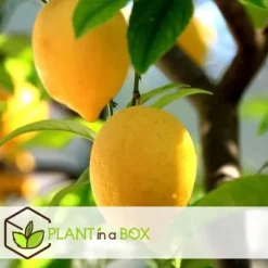 Citrusväxter - Set om 6 - Citrus limon - Höjd 25-40cm - ⌀9cm