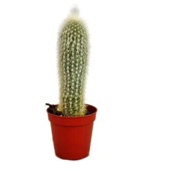 Cleistocactus strausii - Silver candle - i kruka 8,5 cm