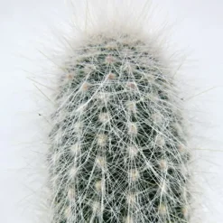 Cleistocactus strausii - Silver candle - i kruka 8,5 cm