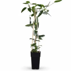 Clematis Armandii 'Apple Blossom' - Ständigt Grön Klätterväxt