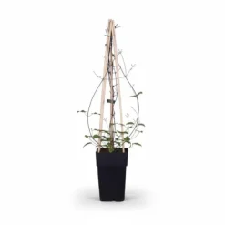 Clematis Jackmanii 4-pack, 65 cm, Kruka Ø15 cm